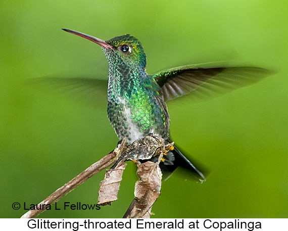 Glittering-throated Emerald - © Laura L Fellows and Exotic Birding LLC
