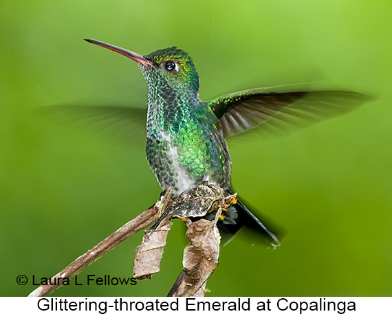 Glittering-throated Emerald - © Laura L Fellows and Exotic Birding LLC Glittering-throated Emerald - © Laura L Fellows and Exotic Birding LLC