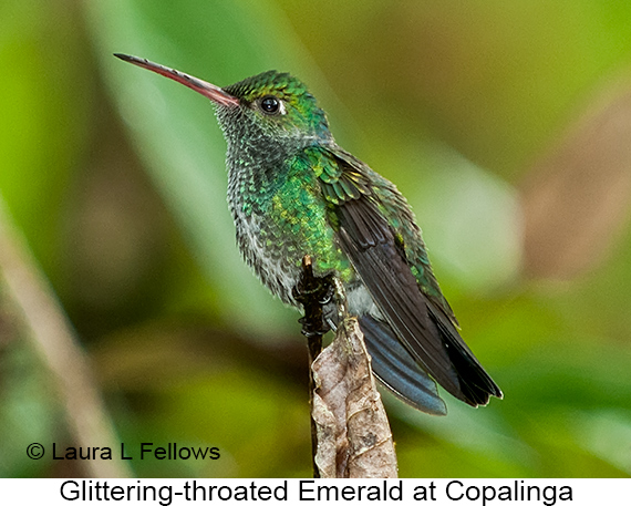 Glittering-throated Emerald - © Laura L Fellows and Exotic Birding LLC Glittering-throated Emerald - © Laura L Fellows and Exotic Birding LLC