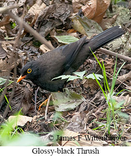 Glossy-black Thrush - © James F Wittenberger and Exotic Birding LLC