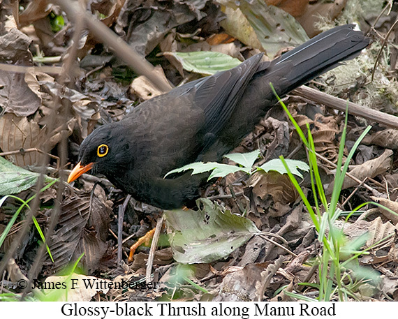 Glossy-black Thrush - © James F Wittenberger and Exotic Birding LLC