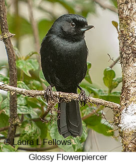 Glossy Flowerpiercer - © Laura L Fellows and Exotic Birding LLC