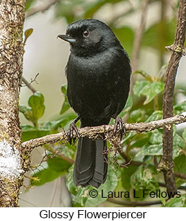 Glossy Flowerpiercer - © Laura L Fellows and Exotic Birding LLC