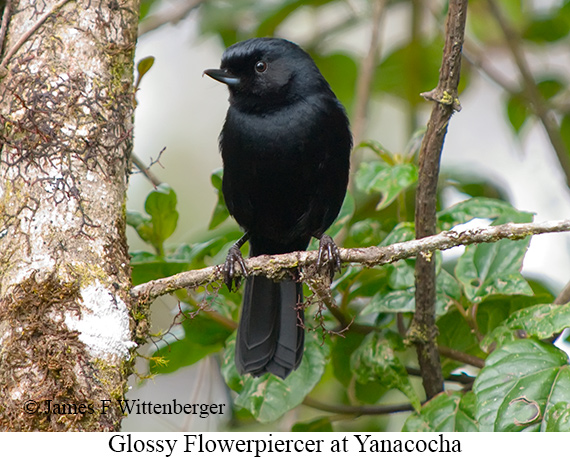 Glossy Flowerpiercer - &copy; James F Wittenberger and Exotic Birding LLC