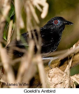 Goeldi's Antbird - © James F Wittenberger and Exotic Birding LLC