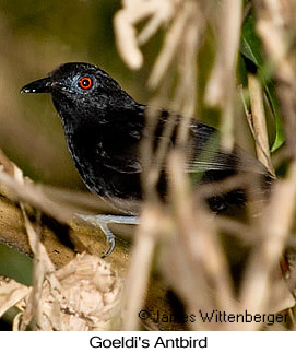 Goeldi's Antbird - © James F Wittenberger and Exotic Birding LLC