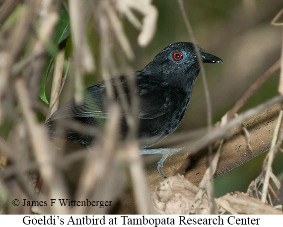 Goeldi's Antbird - &copy; James F Wittenberger and Exotic Birding LLC