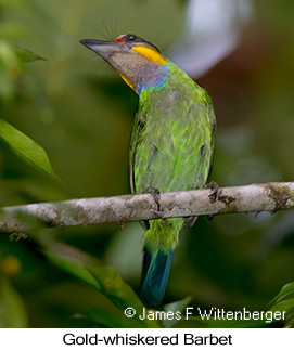 Gold-whiskered Barbet - © James F Wittenberger and Exotic Birding LLC