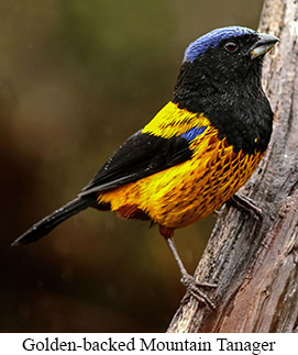 Golden-backed Mountain Tanager - &copy; Cesar Bollaty