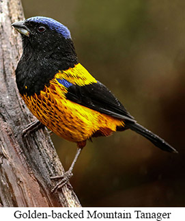 Golden-backed Mountain Tanager - &copy; Cesar Bollaty