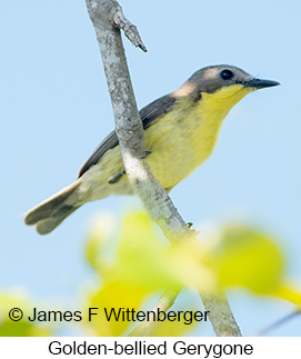 Golden-bellied Gerygone - © James F Wittenberger and Exotic Birding LLC