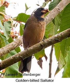 Golden-billed Saltator - © James F Wittenberger and Exotic Birding LLC