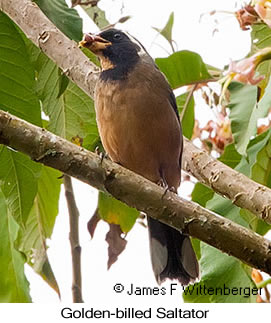 Golden-billed Saltator - © James F Wittenberger and Exotic Birding LLC