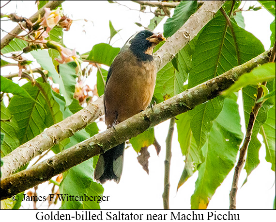 Golden-billed Saltator - &copy; James F Wittenberger and Exotic Birding LLC