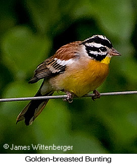 Golden-breasted Bunting - © James F Wittenberger and Exotic Birding Tours Golden-breasted Bunting - © James F Wittenberger and Exotic Birding Tours