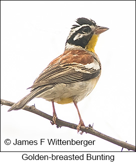 Golden-breasted Bunting - © James F Wittenberger and Exotic Birding LLC