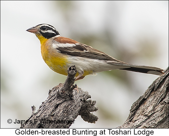 Golden-breasted Bunting - © James F Wittenberger and Exotic Birding LLC