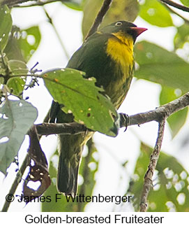 Golden-breasted Fruiteater - © Laura L Fellows and Exotic Birding LLC Golden-breasted Fruiteater - © Laura L Fellows and Exotic Birding LLC