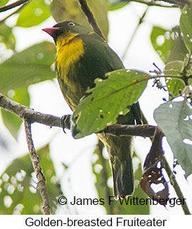 Golden-breasted Fruiteater - © Laura L Fellows and Exotic Birding LLC Golden-breasted Fruiteater - © Laura L Fellows and Exotic Birding LLC