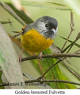 Golden-breasted Fulvetta - © James F Wittenberger and Exotic Birding LLC Golden-breasted Fulvetta - © James F Wittenberger and Exotic Birding LLC