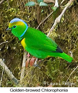 Golden-browed Chlorophonia - &copy; Laura L Fellows and Exotic Birding Tours