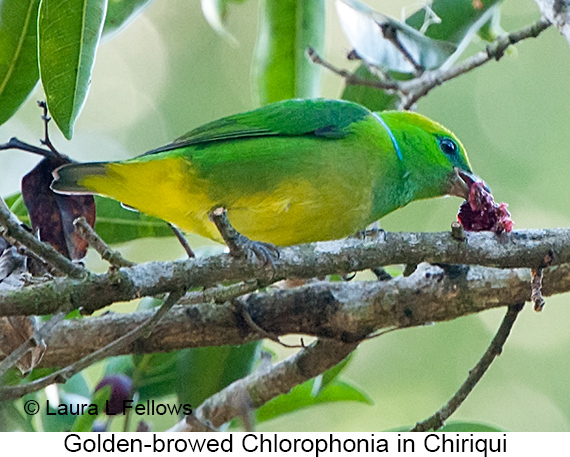 Golden-browed Chlorophonia - © James F Wittenberger and Exotic Birding LLC