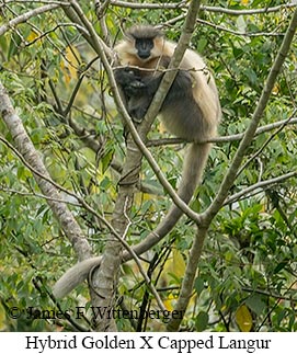 Golden Langur X Capped Langur hybrid - &copy; James F Wittenberger and Exotic Birding LLC