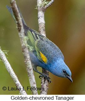 Golden-chevroned Tanager - © Laura L Fellows and Exotic Birding LLC