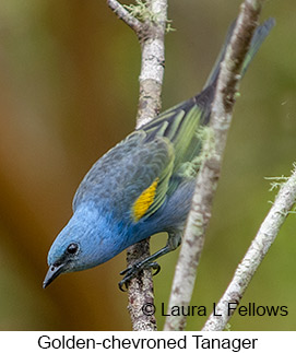 Golden-chevroned Tanager - © Laura L Fellows and Exotic Birding LLC