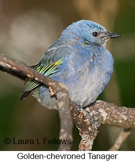 Golden-chevroned Tanager - © Laura L Fellows and Exotic Birding LLC