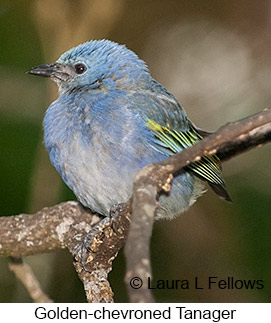 Golden-chevroned Tanager - © Laura L Fellows and Exotic Birding LLC