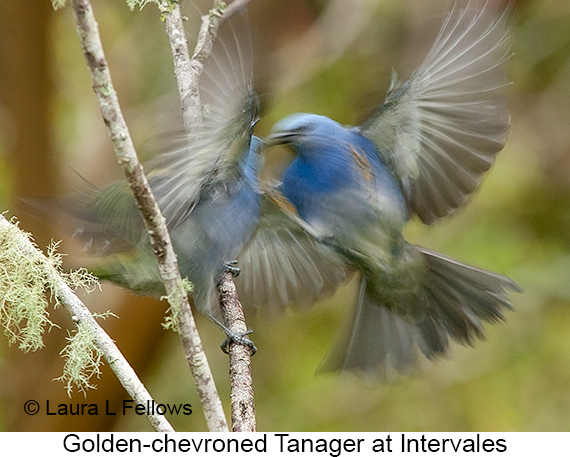 Golden-chevroned Tanager - © James F Wittenberger and Exotic Birding LLC