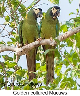 Yellow-collared Macaw - © Laura L Fellows and Exotic Birding LLC