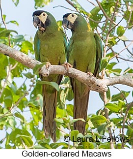 Yellow-collared Macaw - © Laura L Fellows and Exotic Birding LLC