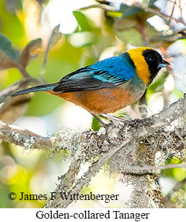 Golden-collared Tanager - © James F Wittenberger and Exotic Birding LLC