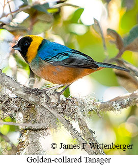 Golden-collared Tanager - © James F Wittenberger and Exotic Birding LLC