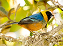 Golden-collared Tanager - © James F Wittenberger and Exotic Birding LLC