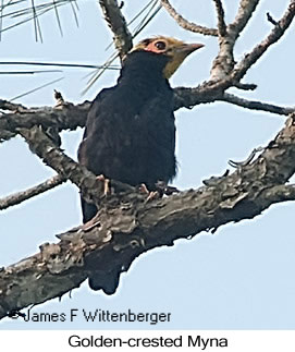 Golden-crested Myna - © James F Wittenberger and Exotic Birding LLC