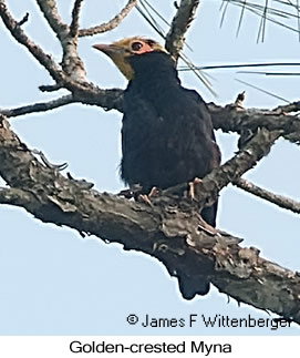 Golden-crested Myna - © James F Wittenberger and Exotic Birding LLC