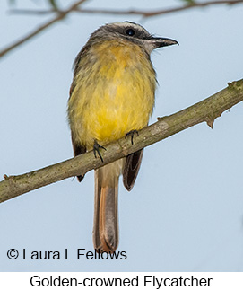 Golden-crowned Flycatcher - © Laura L Fellows and Exotic Birding LLC