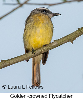 Golden-crowned Flycatcher - © Laura L Fellows and Exotic Birding LLC Golden-crowned Flycatcher - © Laura L Fellows and Exotic Birding LLC