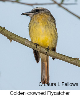 Golden-crowned Flycatcher - © Laura L Fellows and Exotic Birding Tours