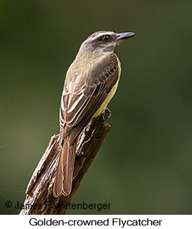 Golden-crowned Flycatcher - © James F Wittenberger and Exotic Birding LLC
