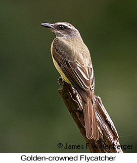 Golden-crowned Flycatcher - © James F Wittenberger and Exotic Birding LLC