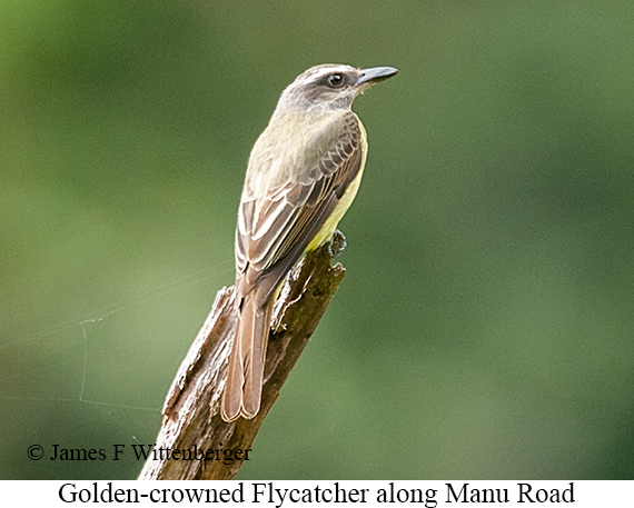 Golden-crowned Flycatcher - &copy; James F Wittenberger and Exotic Birding LLC