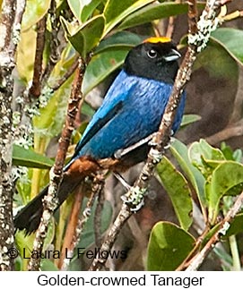 Golden-crowned Tanager - © Laura L Fellows and Exotic Birding LLC Golden-crowned Tanager - © Laura L Fellows and Exotic Birding LLC