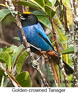 Golden-crowned Tanager - © Laura L Fellows and Exotic Birding LLC