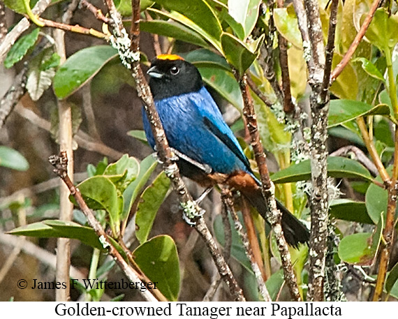 Golden-crowned Tanager - &copy; James F Wittenberger and Exotic Birding LLC