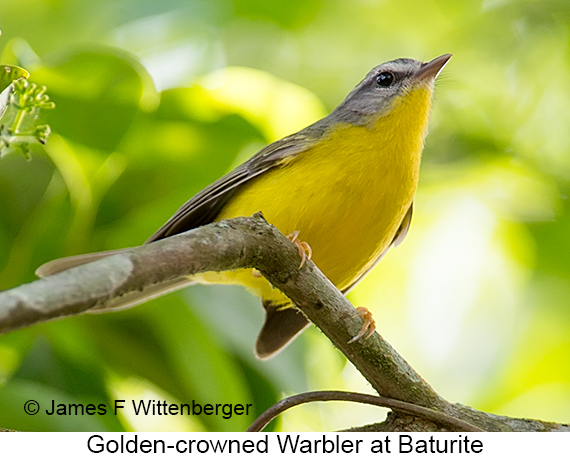 Golden-crowned Warbler - © James F Wittenberger and Exotic Birding LLC Golden-crowned Warbler - © James F Wittenberger and Exotic Birding LLC