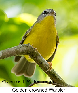 Golden-crowned Warbler - © James F Wittenberger and Exotic Birding LLC